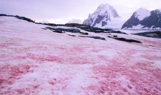 南极出现西瓜雪是怎么回事儿 南极下了西瓜雪