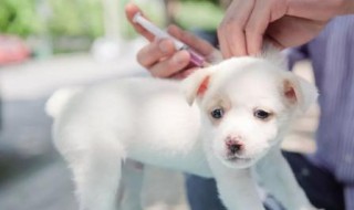 给狗狗打疫苗可以去宠物店打么（狗狗打疫苗是去宠物店打还是到防疫站打）