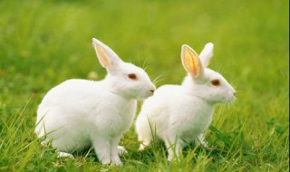 兔子的皮肤特征（兔子的皮肤特征是什么样的）