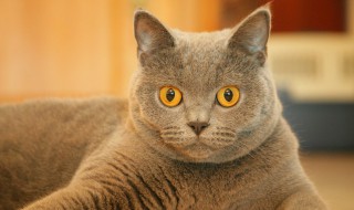 牛磺酸猫咪有什么用 猫咪牛磺酸是什么