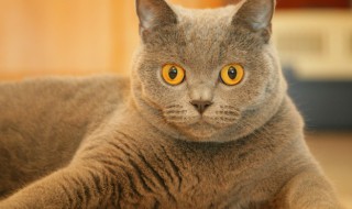 猫长期吃自制猫饭健康吗 猫长期吃自制猫饭健康吗会死吗