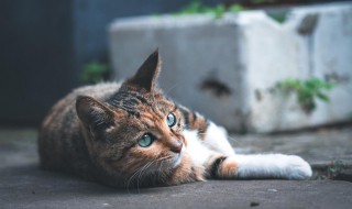 牛磺酸对猫咪的好处 牛磺酸对猫咪的好处和坏处