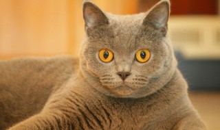 牛磺酸猫多大可以吃 牛磺酸猫能吃吗