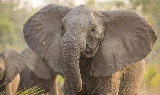 大象的耳朵有什么特殊作用 大象的耳朵有什么特殊作用?