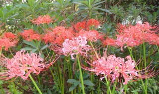 彼岸花怎么种植（彼岸花怎么种植和养护）