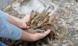 香辣豆豉虾怎么做好吃 豆豉虾的做法窍门