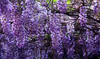 紫藤花怎么种植（紫藤花怎么种植多少钱）