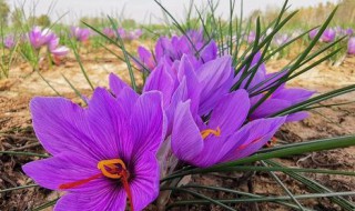 藏红花怎么种植 藏红花怎么种植,采摘,留种