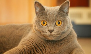 猫薄荷对猫起了什么作用 猫薄荷对猫起了什么作用呢