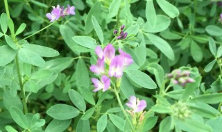 苜蓿草和苜蓿菜一样吗 苜蓿草和苜蓿菜一样吗区别