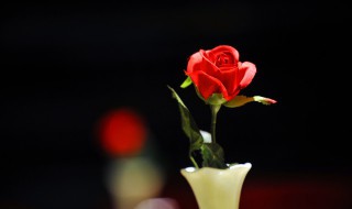 19朵玫瑰花的花语是什么意思 19朵玫瑰花的花语是什么意思视频