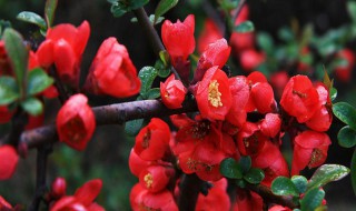 最耐寒的海棠品种是什么 海棠花的哪个品种耐阴
