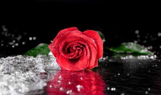玫瑰花代表什么象征意义 玫瑰花的象征意义