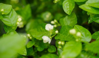 茉莉花可以剪枝吗（茉莉花剪枝吗?）