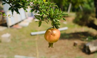 石榴树夏天可以剪枝吗 石榴树夏天如何修剪