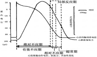 组织处于绝对不应期,其兴奋性是什么? 组织处于绝对不应期其兴奋性怎样