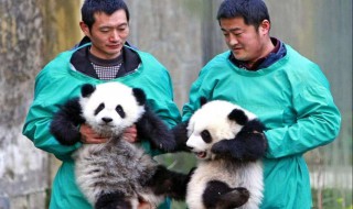 饲养员如何饲养熊猫 饲养员饲养熊猫可以穿便服么