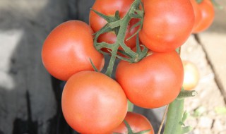 北方种植番茄面积（北方番茄种植时间）
