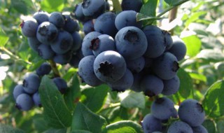 北方可以种植蓝莓吗 北方可以种植蓝莓吗视频