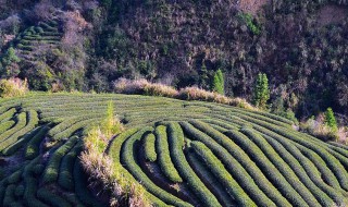 隆林地区茶叶种植的有利自然条件 隆林地区茶叶种植的有利自然条件有哪些