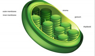 高尔基体线粒体叶绿体的共同特点 线粒体叶绿体内质网高尔基体结构图