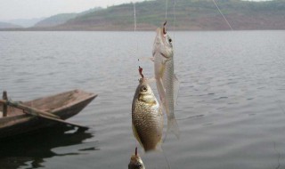 路亚活饵泥鳅钓法（路亚活饵泥鳅钓法要用浮瞟）