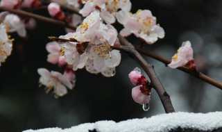 春分后还会有倒春寒吗 今年春天会出现倒春寒吗