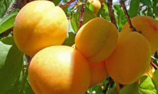 杏子的功效与作用 杏子的功效与作用是什么