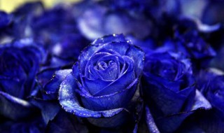 蓝玫瑰的含义 蓝玫瑰的含义花语