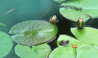 水芙蓉的叶子能吃吗 水芙蓉叶功效