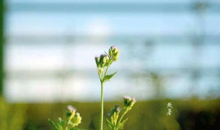 处暑节气的由来（处暑节气的由来和故事）