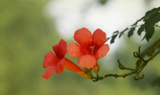 凌霄花的花语（非洲凌霄花的花语）