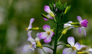 萝卜花什么时候开 萝卜花是什么时候开的