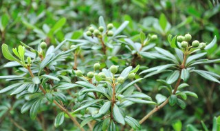 有多少种植物叫七里香 七里香是一种植物吗