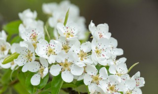 梨花是什么季节开的花（梨花是什么季节开的）