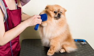 宠物尿垫的正确垫法 宠物尿垫使用方法