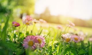 春天是一个什么样的季节（春天是一个什么样的季节填空）