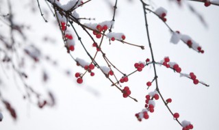 雪代表了什么精神 雪的精神是什么