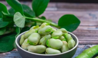 蚕豆是什么植物 蚕豆是什么植物上结的