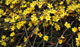 迎春花是什么季节开的 菊花是什么季节开的