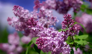 丁香花一年四季什么时候开（丁香花一年四季什么时候开放）