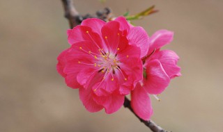 女子超灵旺桃花运的方法（女人旺桃花运的方法）