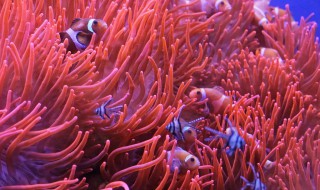 珊瑚礁是珊瑚虫死后形成的吗 珊瑚虫死亡后变成珊瑚的关系