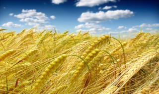 云南哪个市种植小麦 云南哪个市种植小麦最多