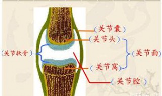 关节的基本结构 关节的基本结构包括哪些部分