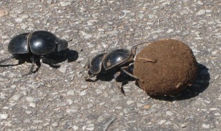 粪金龟的习性 两种常见的粪金龟
