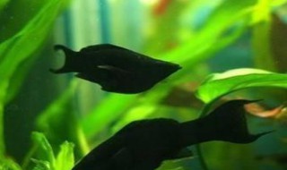黑玛丽鱼繁殖的时候需要注意什么（黑玛丽鱼怎么养才能繁殖得快）