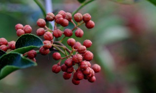 院子里能不能栽花椒树 院子里可以栽花椒树吗