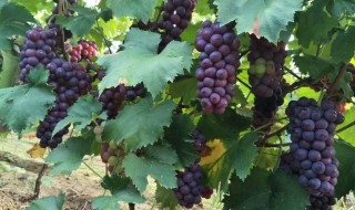 法国种植葡萄的有利条件（法国种植葡萄的有利条件有哪些）
