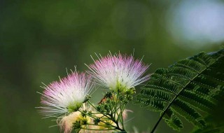 合欢花什么时候开 合欢花什么时候开花?